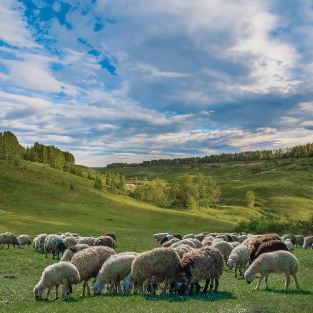 Produits de la région de la laine en Russie